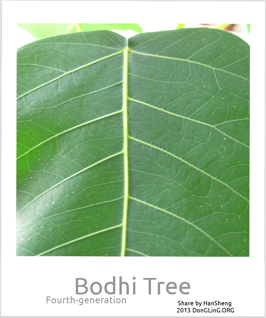 Bodhi Tree　菩提樹